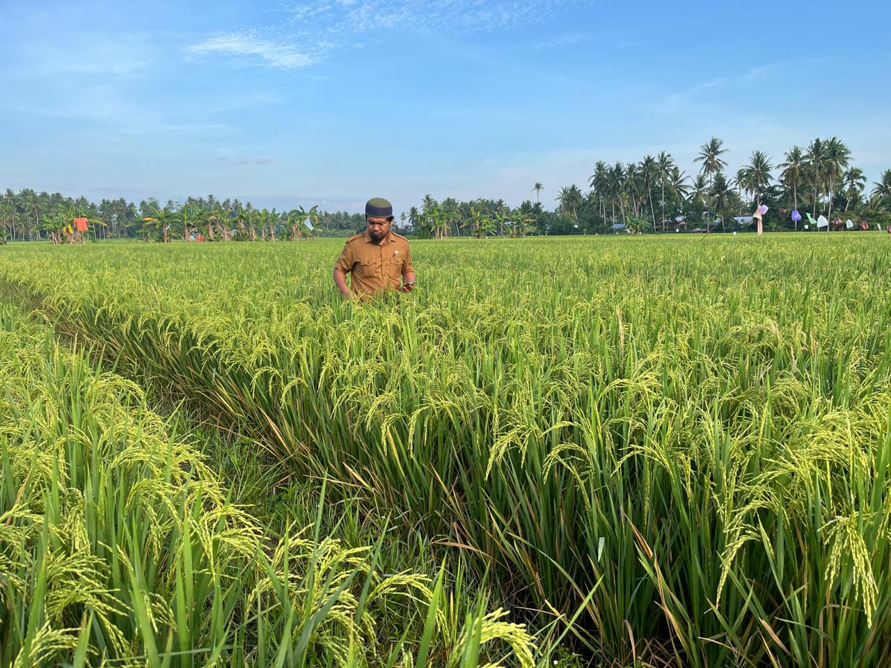 UPTD BBTPH DTPHP Sulbar Genjot Produksi Benih Padi Nutrizinc untuk Dukung Penurunan Stunting