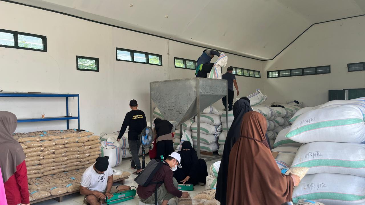 Sulbar Segera Salurkan 31 Ton Benih Padi Unggul