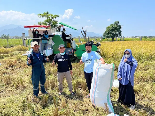 Panen Calon Benih Padi Genjah, Ikhtiar Sulbar Memperkuat Kemandirian Pangan