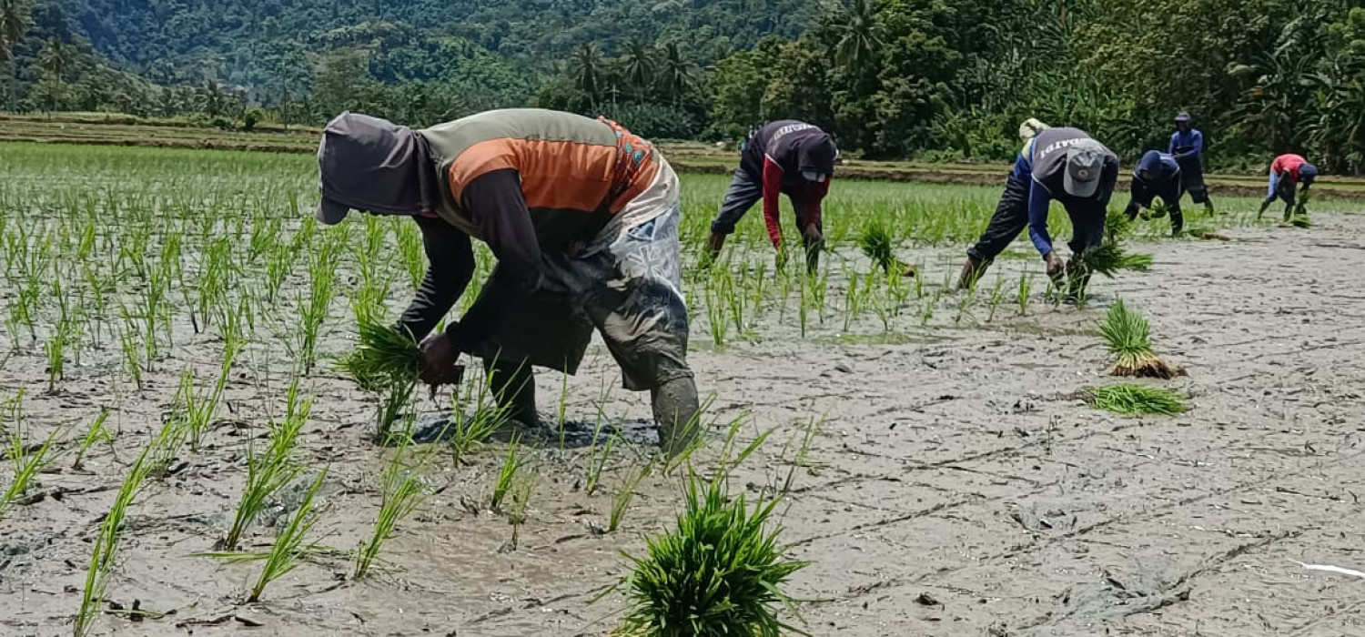 Menanam Harapan, Memanen Masa Depan - Benih Sumber Untuk Ketahanan Pangan